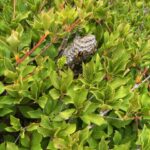 現在の画像に代替テキストがありません。ファイル名: IMG_0326-rotated.jpg